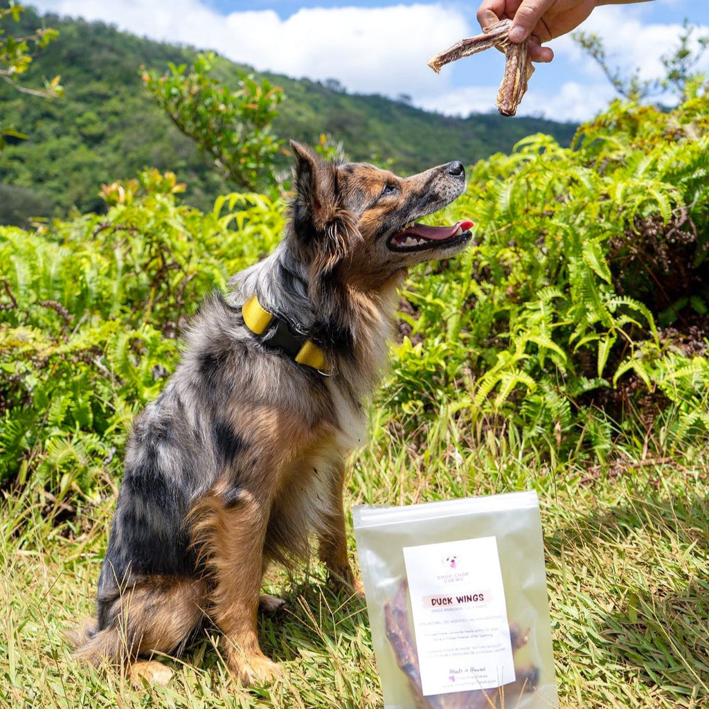 Dog sitting on grass with a person offering a treat, a package of dog treats in the foreground.